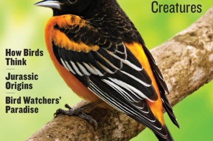 Birds: The World’s Most Remarkable Creatures
